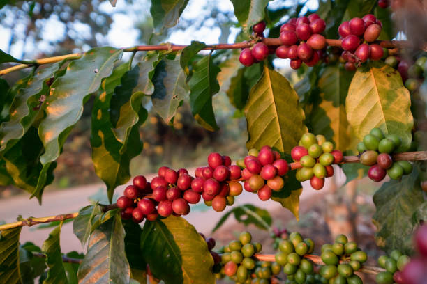 How Specialty Coffee Is Sourced and Roasted