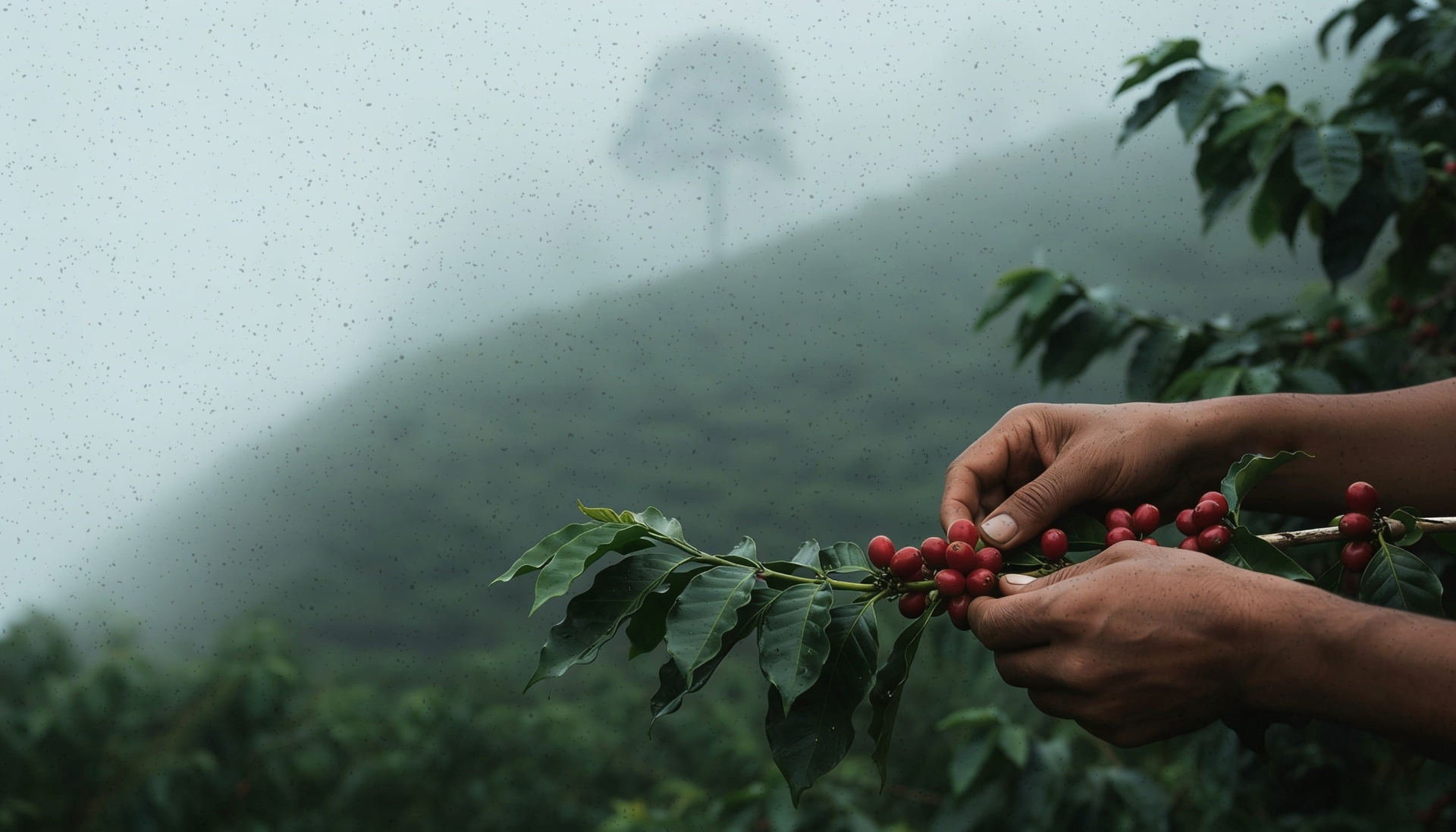 A journey in every cup