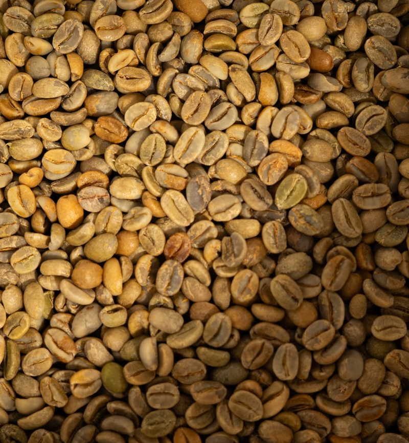 A close-up of carefully sorted, raw specialty green coffee beans sourced from partners like Sangameshwar Coffee Estates and Harley Coffee Estate.